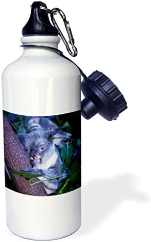 3dRose Koala Queensland, Ausztrália Sport kulacs, 21 oz, Fehér