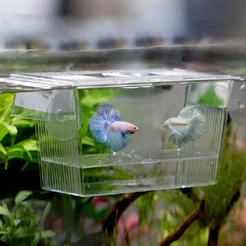 Átlátszó Buborék virágcserép Átlátszó akvárium tenyésztési Elszigeteltség Doboz Akvárium Inkubátor Inkubátor Doboz Multi-Funkcionális