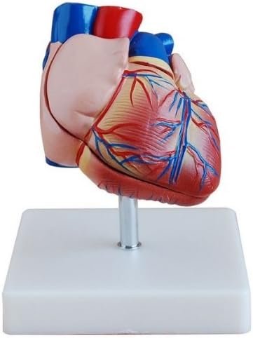 Doki.Királyi Emberi Élet Méret Szív Szimulációs Modell Orvosi Anatómia