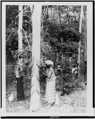 HistoricalFindings Fotó: Összegyűjtése Gumi Sap,Java,Indonézia,Megérinti,Gumi Fákat,1900-1923